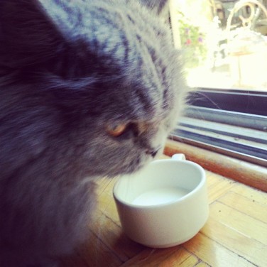FiFi enjoys drinking milk out of an espresso cup.